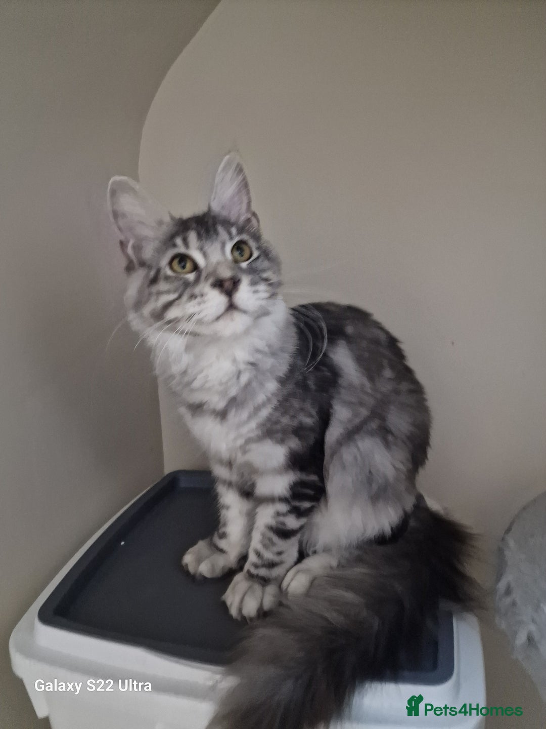 Maine Coon cats for sale: 🎀Pure maine coon female🎀 - Advert 4