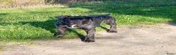 Cane Corso dogs for sale: Male Cane corso  - Advert 3