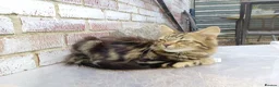 Mixed Breed cats for sale: Super fluffy baby boy - Advert 2