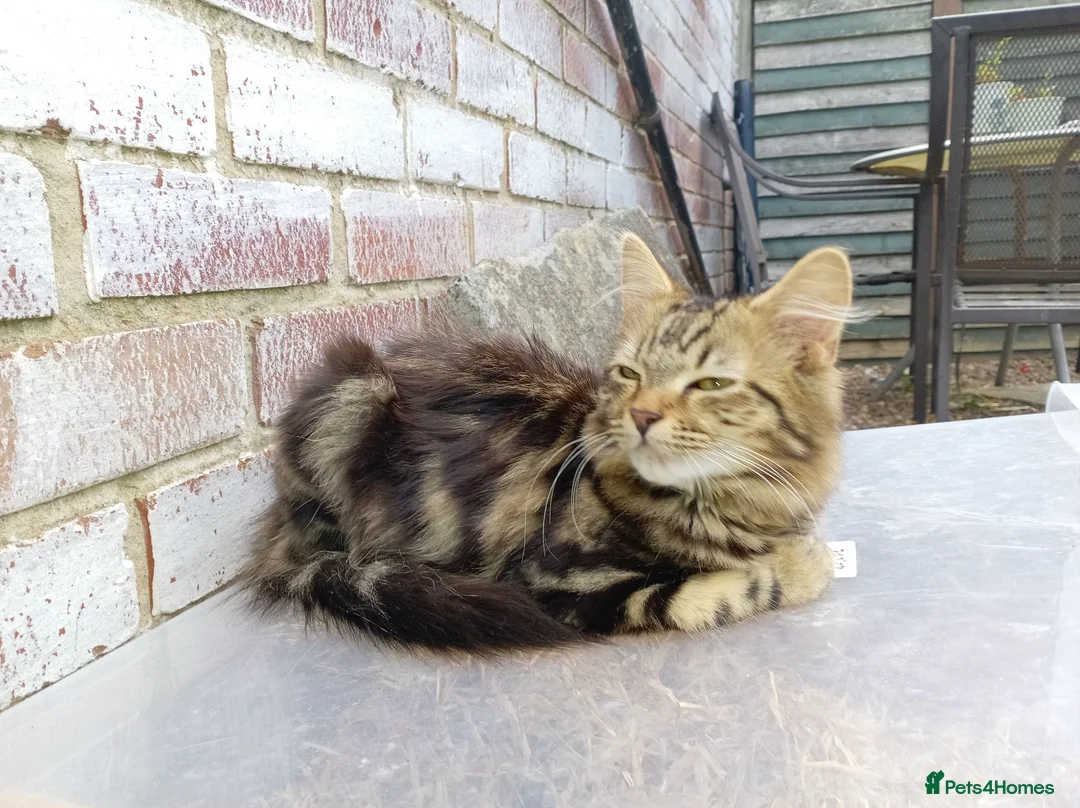Mixed Breed cats for sale: Super fluffy baby boy - Advert 2