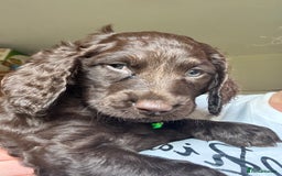 Cocker Spaniel dogs for sale: Cocker Spaniel pups. Ready 27/09/25 - Image 17
