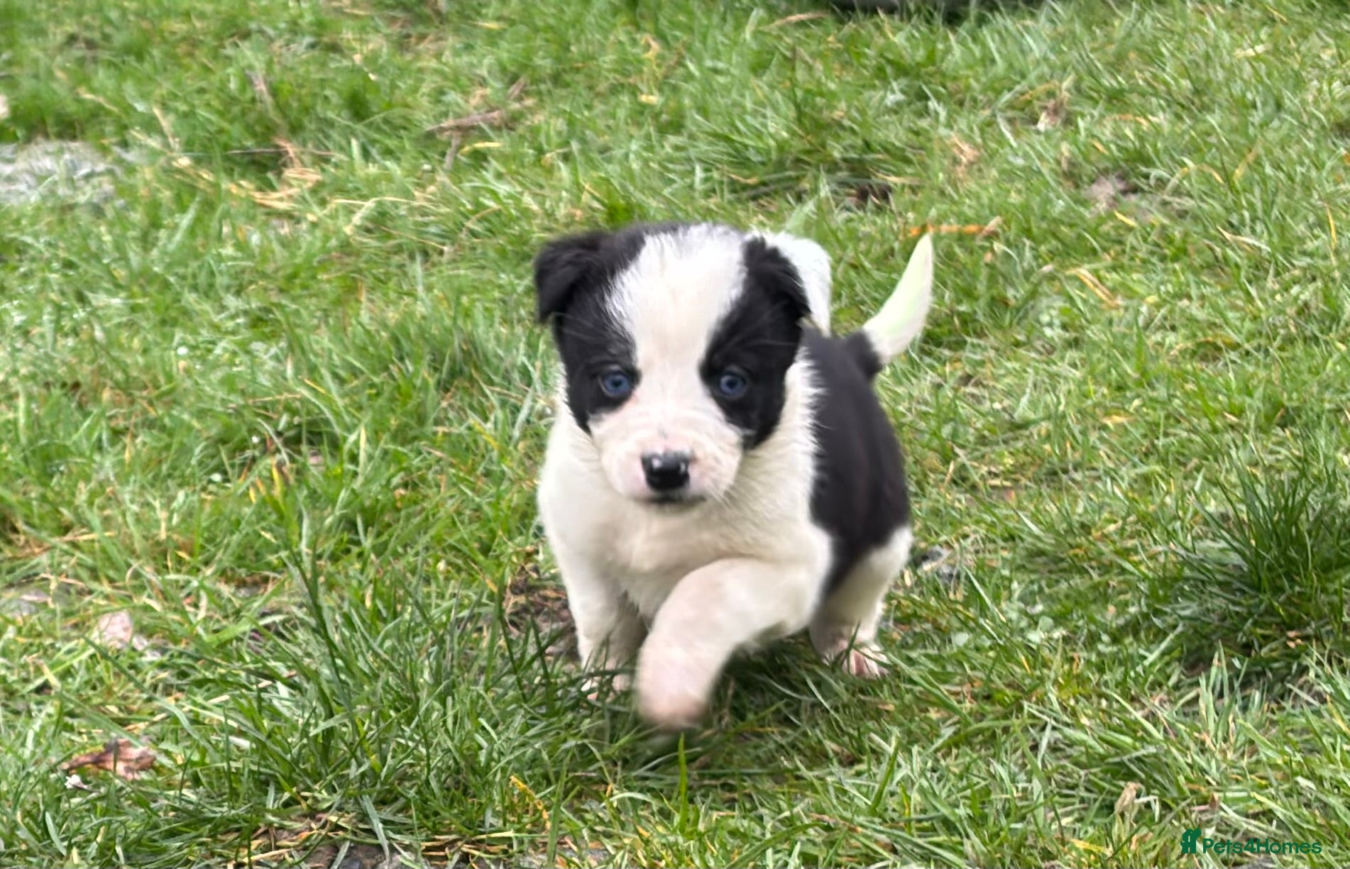 Border Collie dogs Border Collie Pups for sale  in Llandrindod Wells - Advert 2