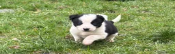 Border Collie dogs for sale: Border Collie Pups for sale  in Llandrindod Wells - Advert 1