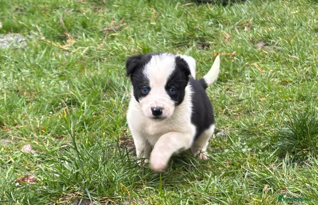 Border Collie dogs for sale: Border Collie Pups for sale  in Llandrindod Wells - Advert 1
