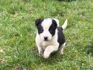 Border Collie dogs Border Collie Pups for sale in Llandrindod Wells - Advert 2