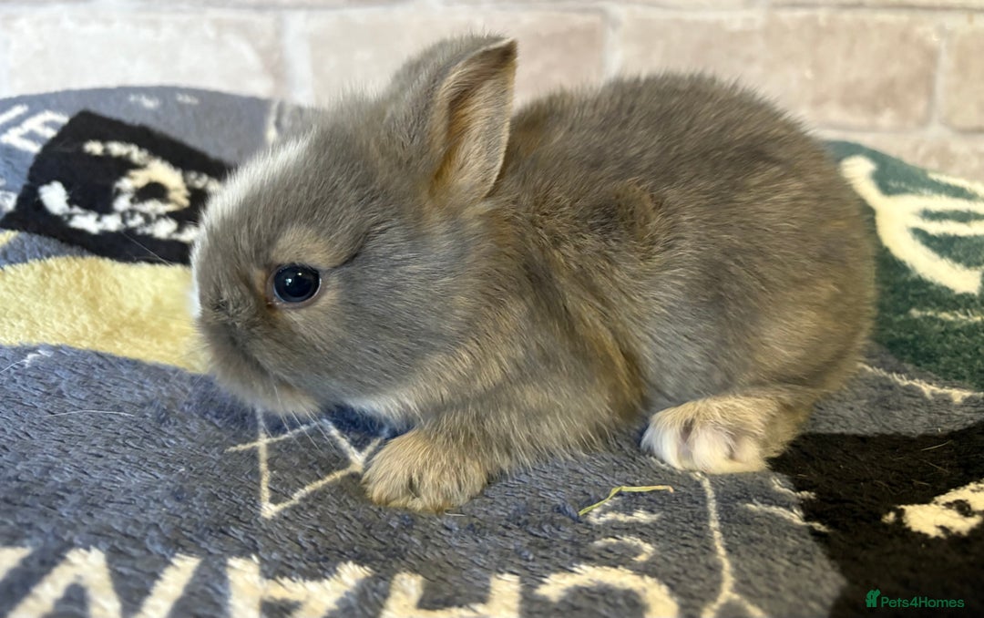 Mini Lop rabbits for sale: Two different litters of rabbits - Image 3