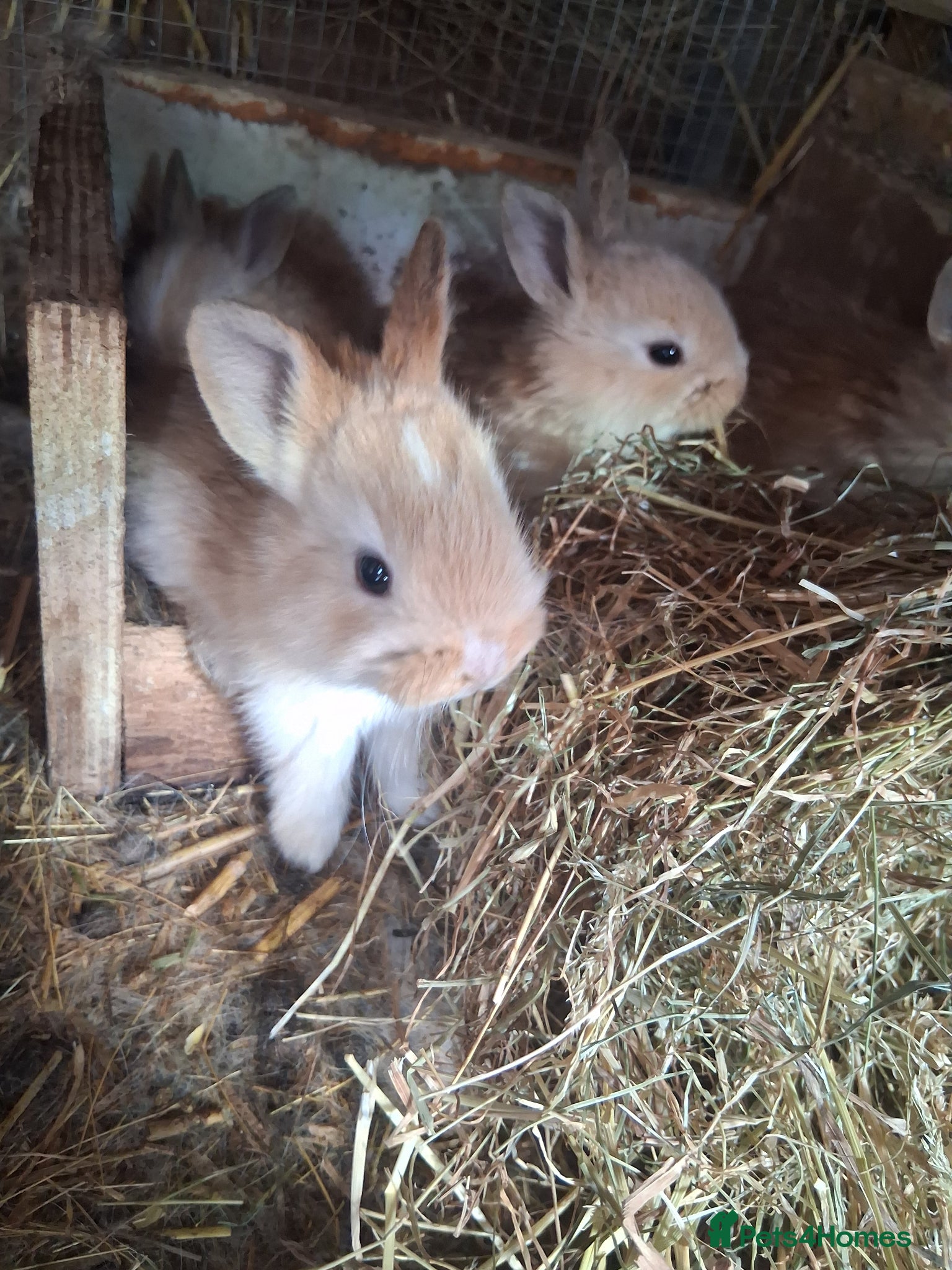 Mixed Breed rabbits Rabbits mixed - Advert 2