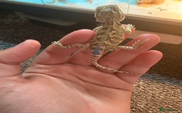 Dragon reptiles for sale: Viticans dragon - Image 14