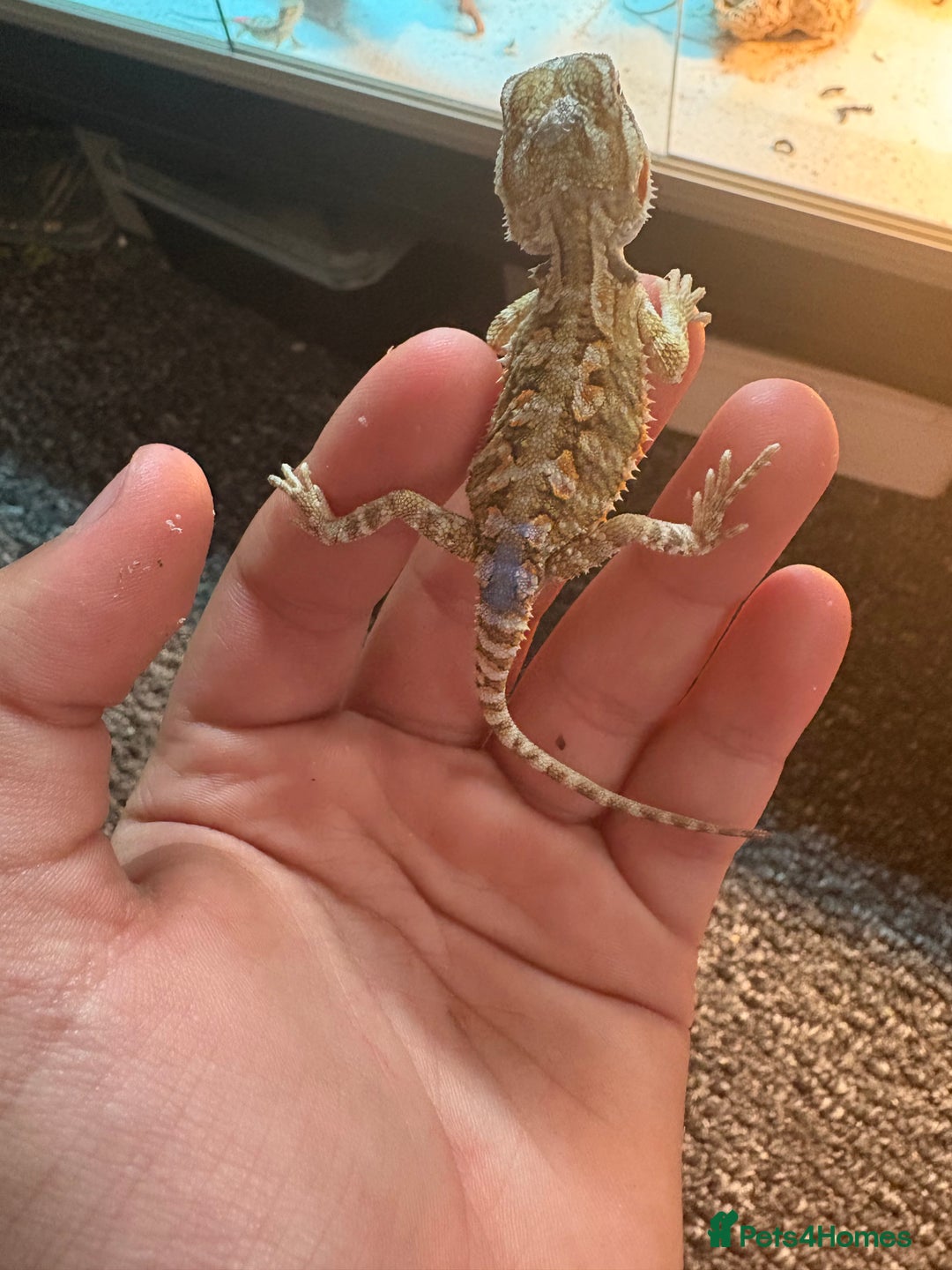 Dragon reptiles for sale: Viticans dragon - Image 14