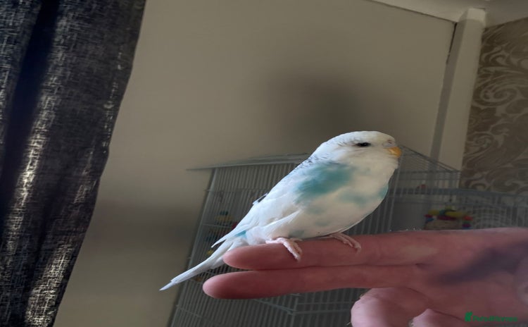 Budgerigars birds - Advert 7