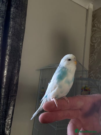 Budgerigars birds - Advert 12