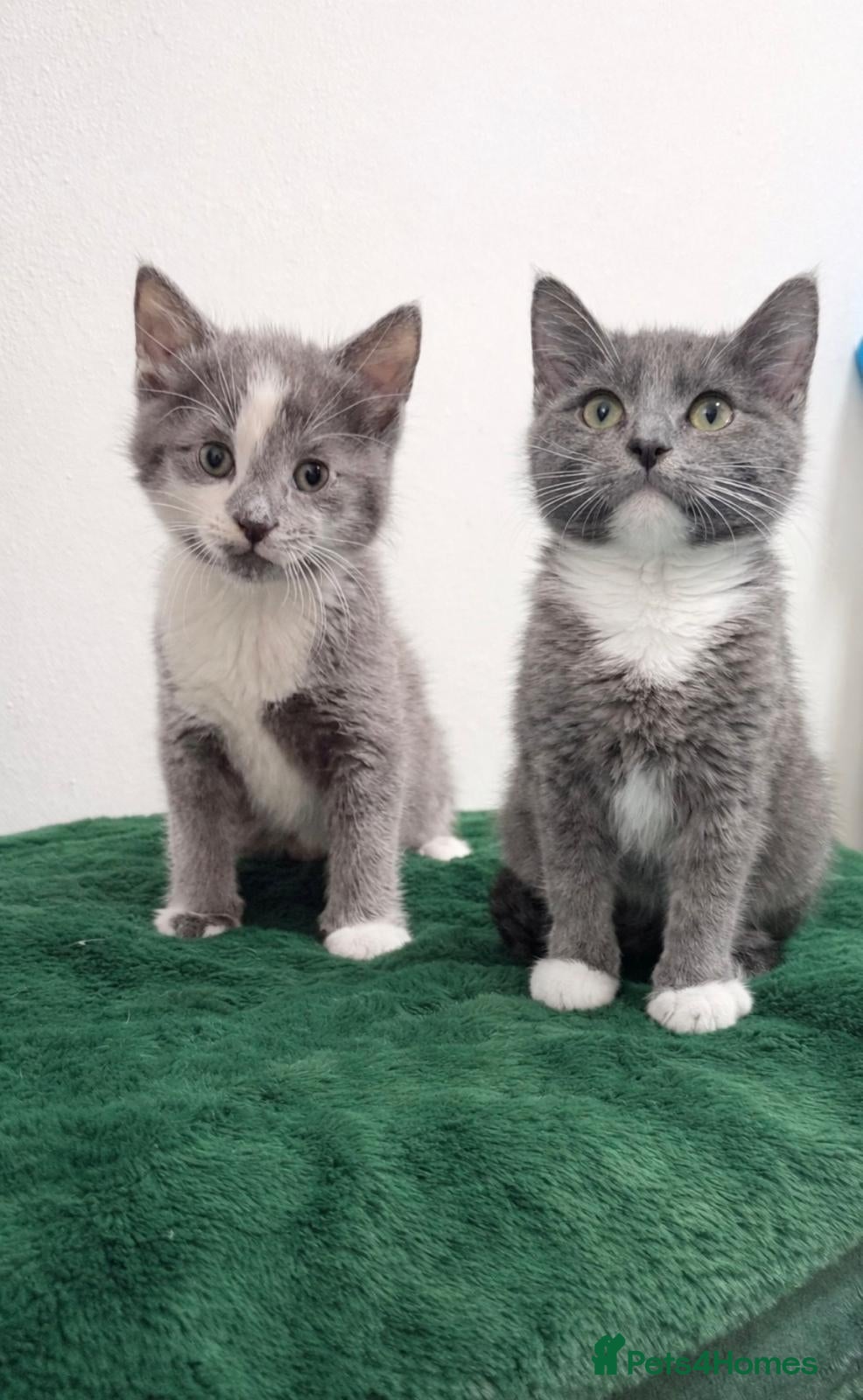 Mixed Breed cats British shorthaired x ragdoll  - Advert 17