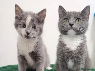 Mixed Breed cats British shorthaired x ragdoll - Advert 17