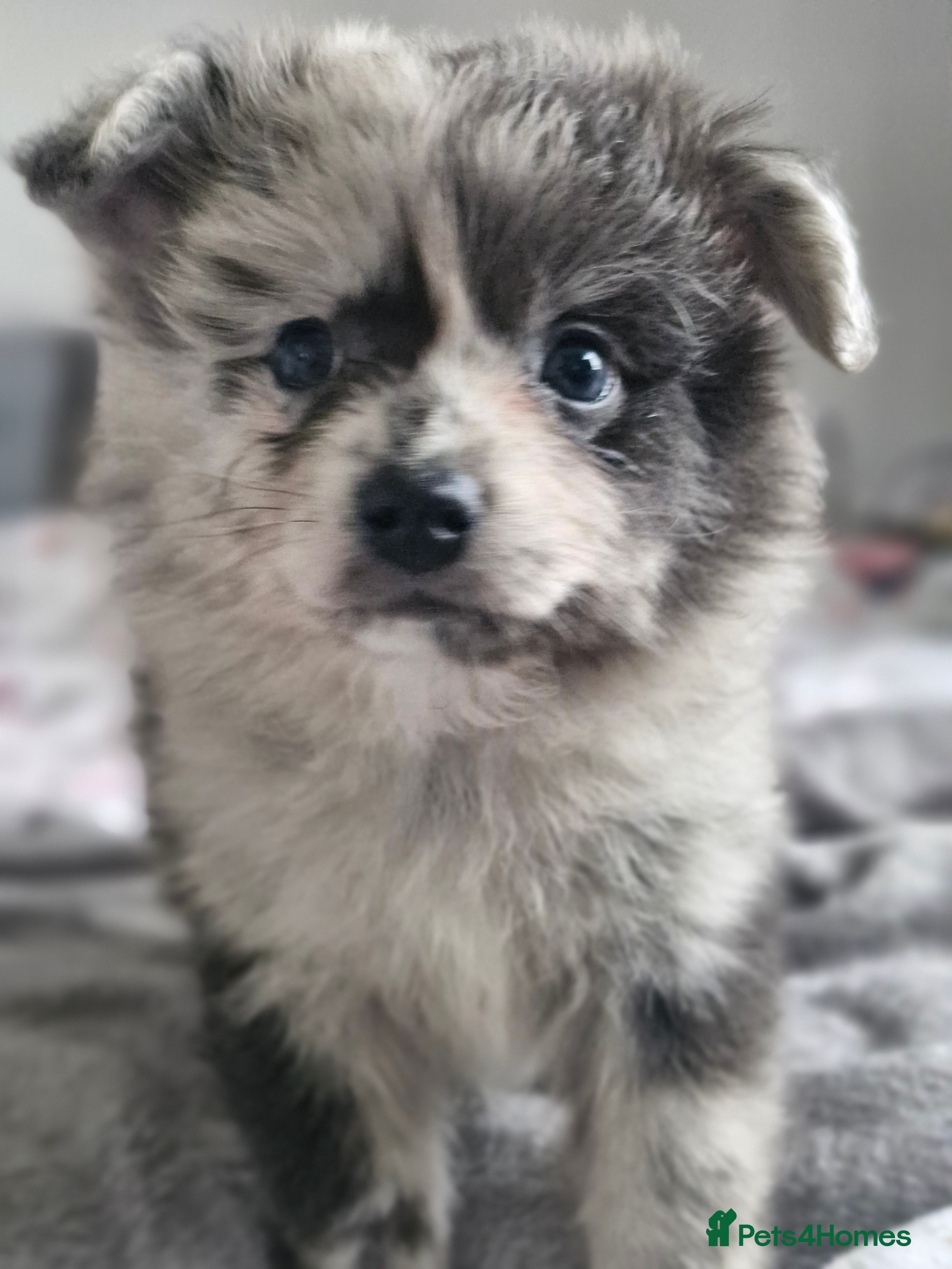 Pomapoo dogs ✨ Leo – Exceptional F1B Pomapoo Boy – 1,800 ✨ - Advert 10