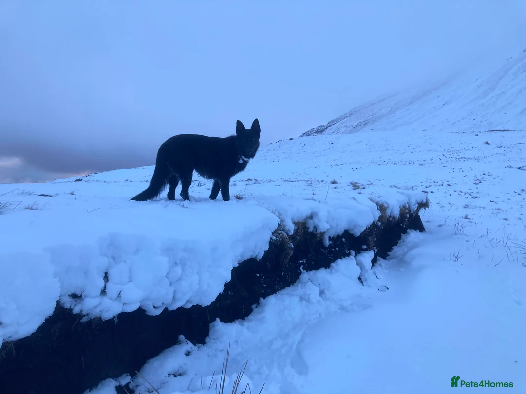 German Shepherd dogs for stud: Stunning black GSD - exceptional health and temper - Advert 10