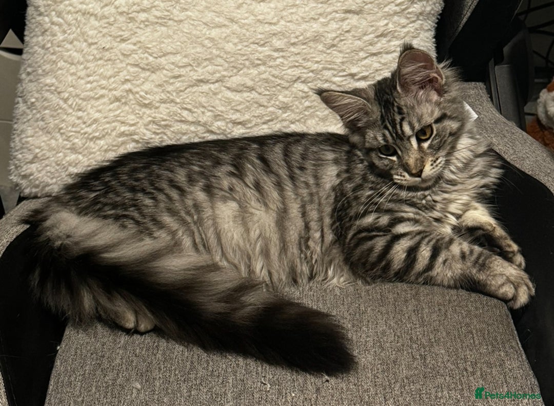 Maine Coon cats for sale: X Maine coon Silver Tabby Female  - Advert 4