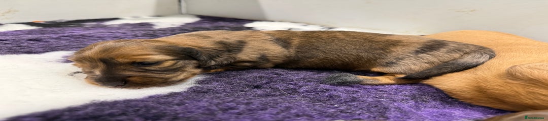 Miniature Dachshund Puppy 1