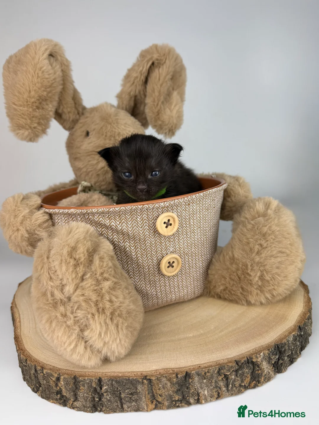 Ragcoon cats for sale: 🤍 RAGDOLL X MC KITTENS | HEALTH-TESTED PARENTS - Advert 15