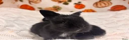 Mini Lion Lop rabbits for sale: 5 beautiful mini lion lops  - Advert 5