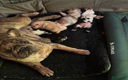 French Bulldog dogs for sale: French bulldog pups - Image 9
