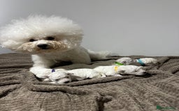 Bichon Frise dogs for sale: Pure Pedigree Champion Bloodline Bichon Frise  - Image 3