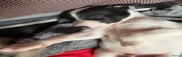 Whippet dogs for sale: magical whippets - Advert 7