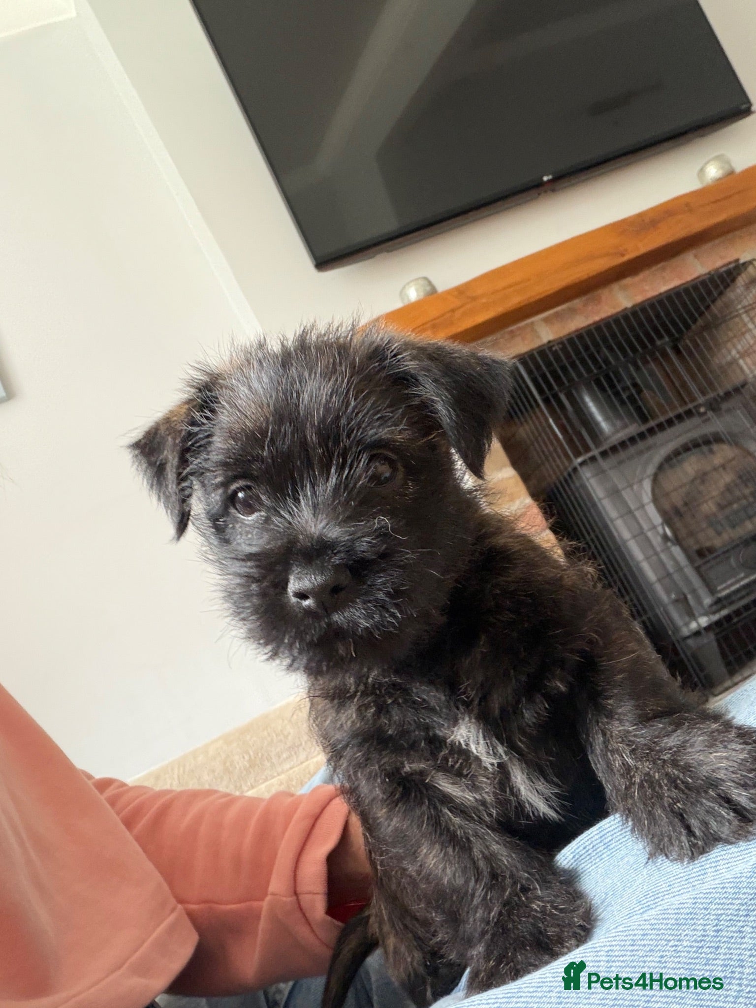 Cairn Terrier dogs Cairn Terrier Puppies - Advert 2