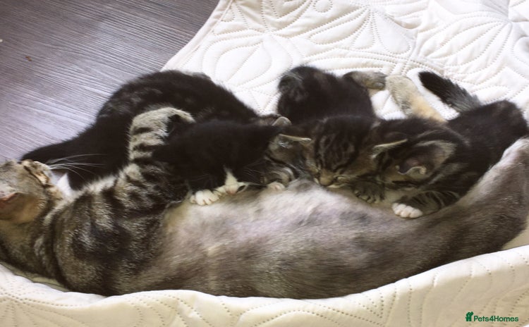 Domestic Shorthair cats - Advert 1