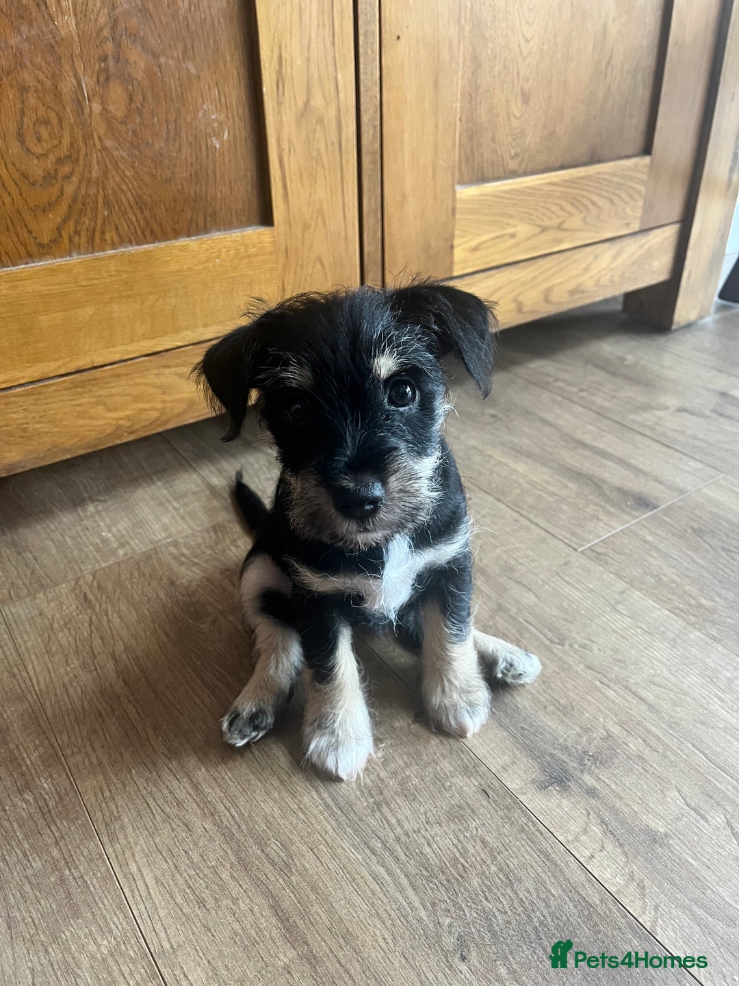 Adoption Monica's Miniature Schnauzers Schnauzer Free To Good