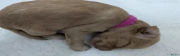 Cockapoo dogs for sale: GORGEOUS F1 COCKAPOOS  - Advert 17