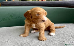 Double Doodle dogs for sale: Beautiful Double Doodle Puppies - Image 5