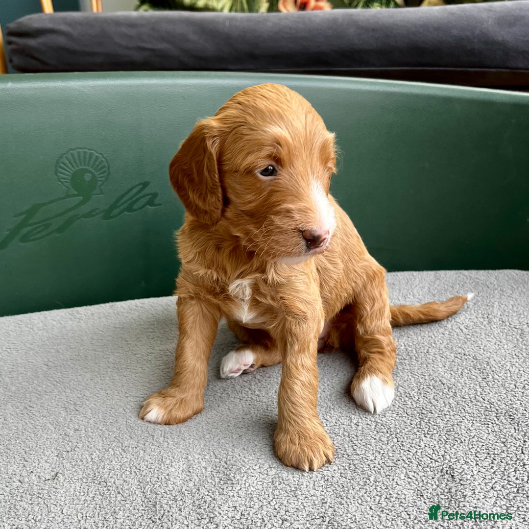 Double Doodle dogs for sale: Beautiful Double Doodle Puppies - Image 5