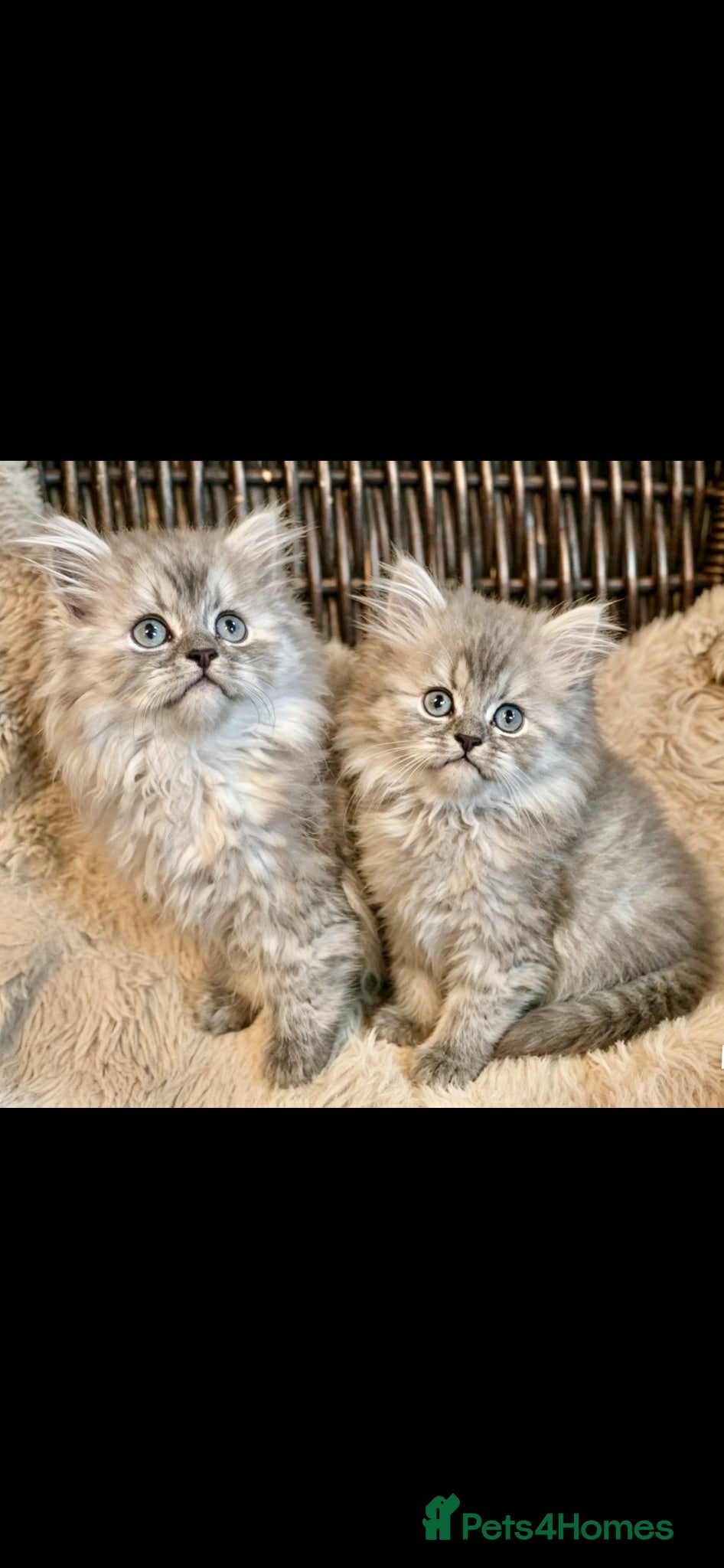 Persian cats Adorable pure Persian babies ready now  - Advert 6