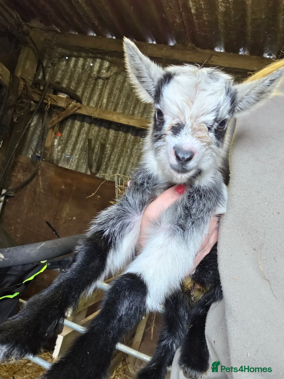 Goats livestock for sale: Stunning pygmy goat kids  - Advert 2