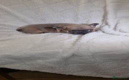 French Bulldog dogs for sale: 4 Gorgeous frenchies  - Advert 8