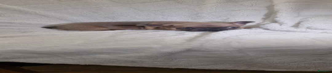 French Bulldog Puppy 3