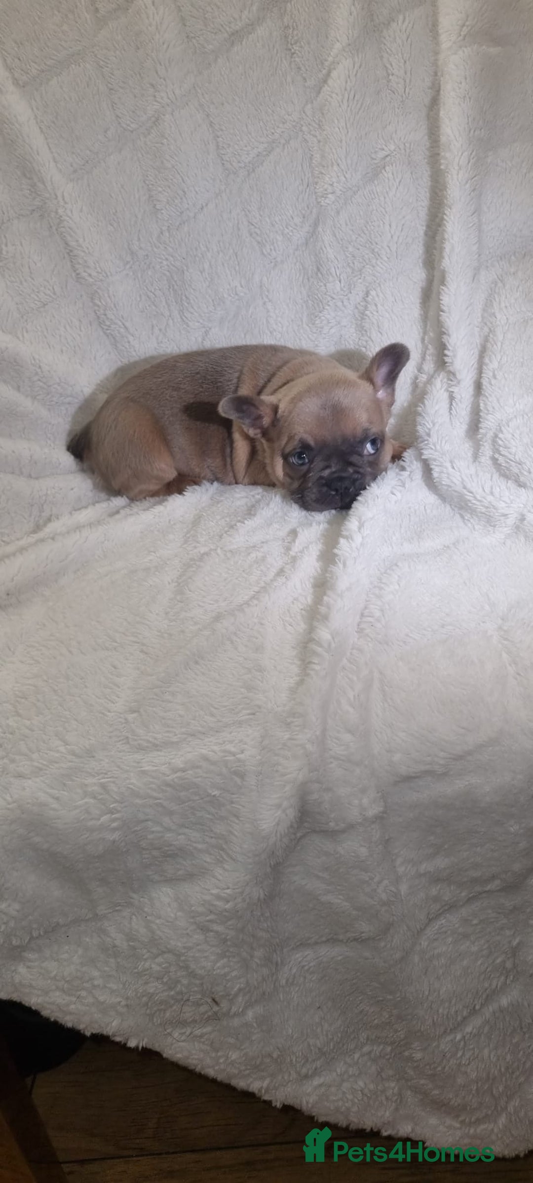 French Bulldog dogs for sale: 4 Gorgeous frenchies  - Advert 8