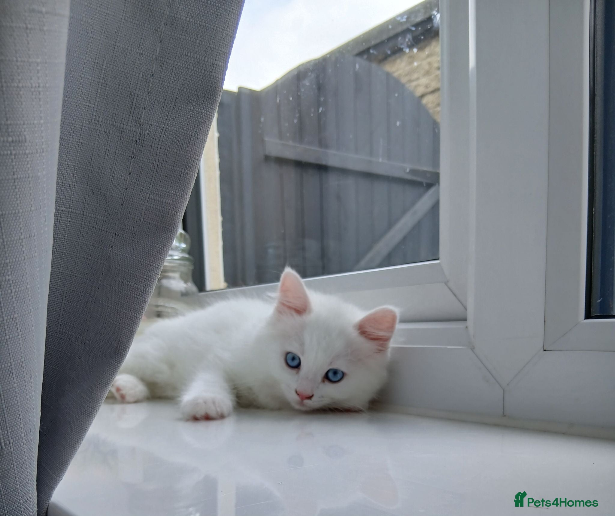 Turkish Angora cats **Reduced last kitten -Ready now**  Angoradoll - Advert 3