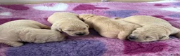 Golden Retriever dogs for sale: KC Registered Golden Retriever Puppies  - Advert 2