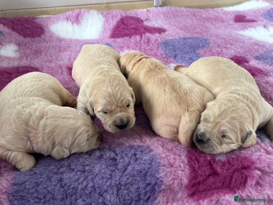 Golden Retriever dogs for sale: KC Registered Golden Retriever Puppies  - Advert 2