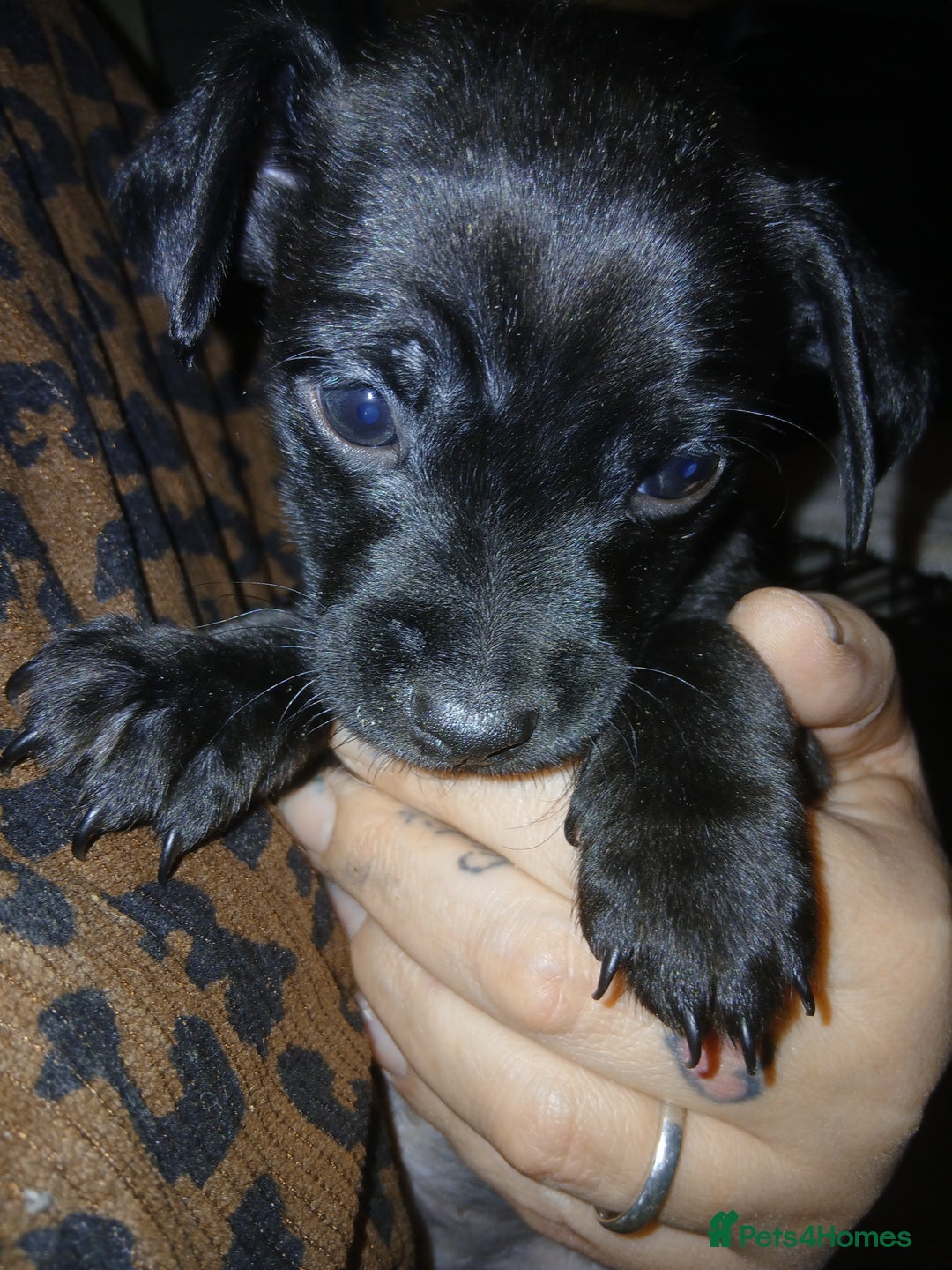Mixed Breed dogs for sale: Beautiful mini dashound cross pug puppies  - Advert 2