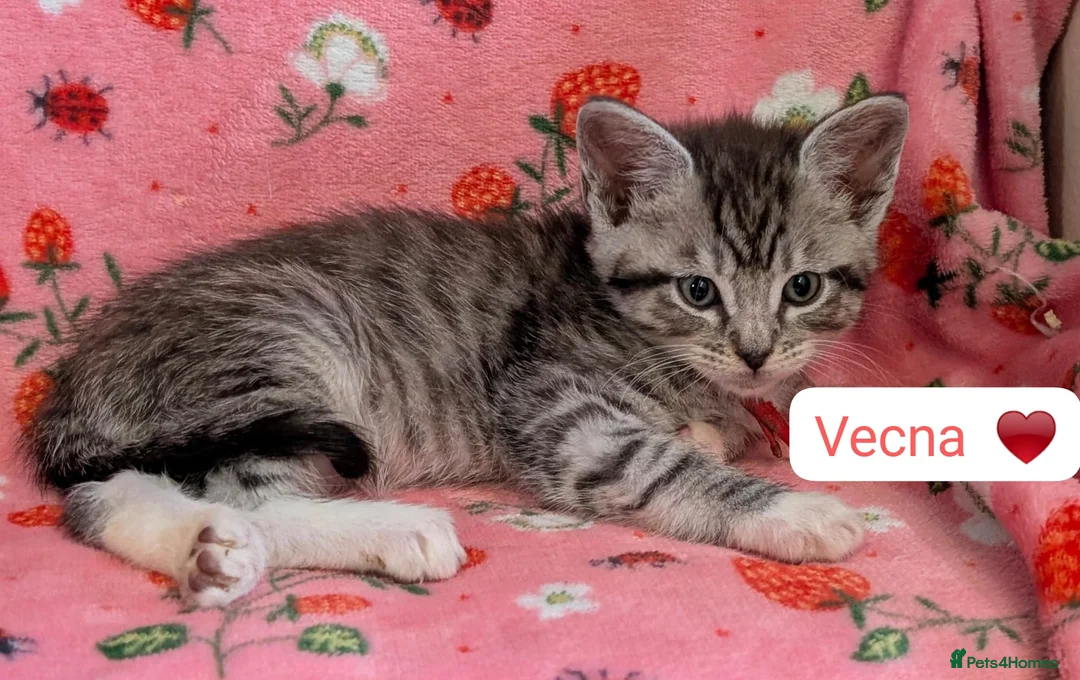 Maine Coon cats for sale: Maine Coon Cross Kittens - Advert 16