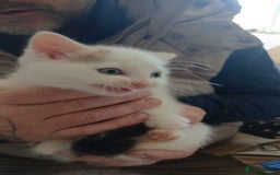 Mixed Breed cats for sale: White kitten.  - Image 2