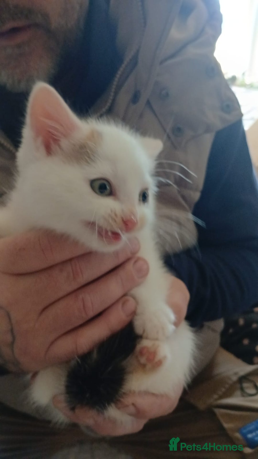 Mixed Breed cats for sale: White kitten.  - Image 2