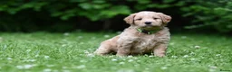 Goldendoodle dogs for sale: Quality Health Tested Goldendoodles - Advert 10