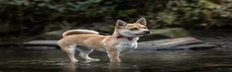 Mixed Breed dogs for sale: Beautiful healthy chiapoo's - Advert 16