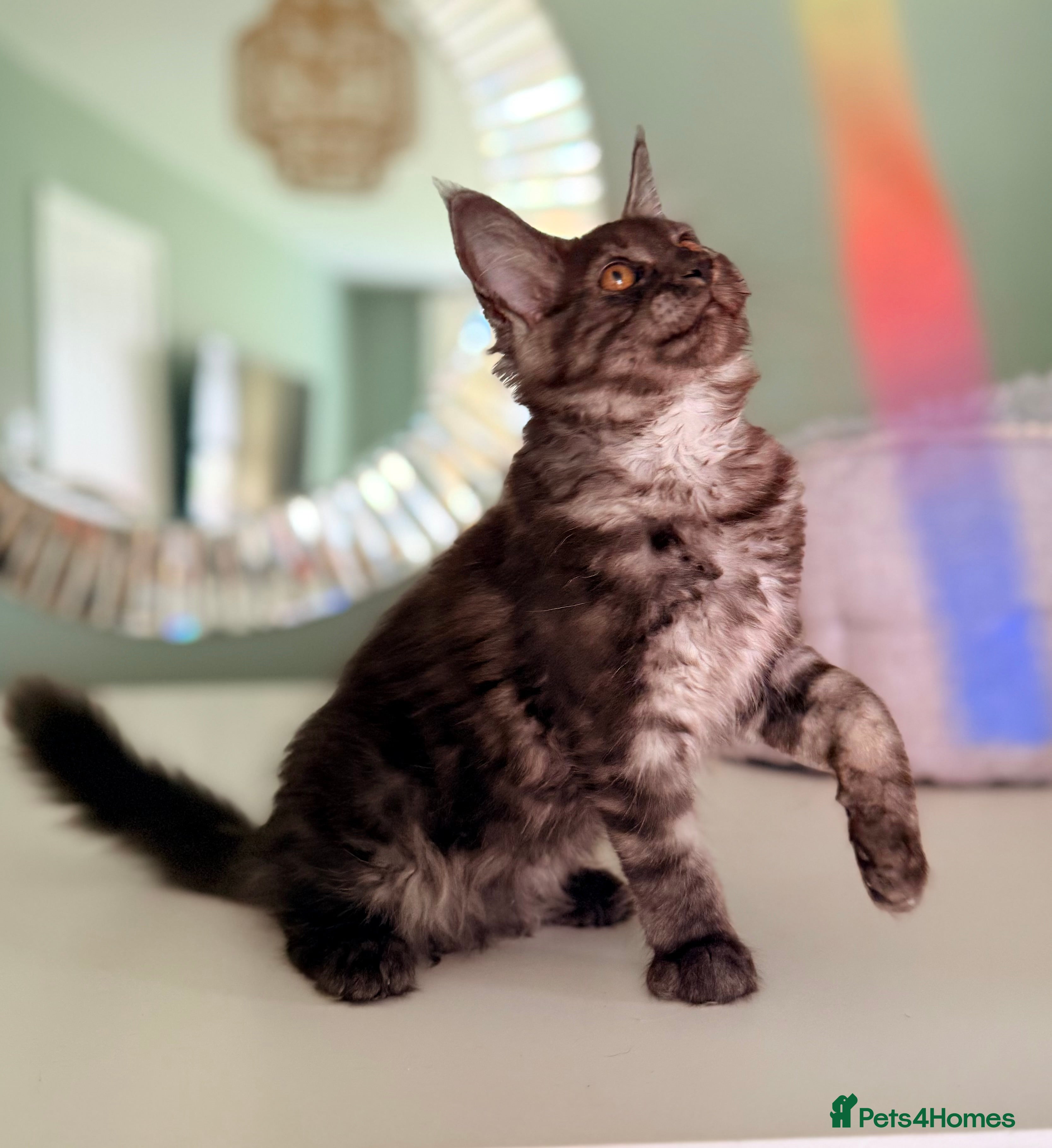Maine Coon cats ONLY 3 TICA REG GIRLS LEFT FROM LICENSED BREEDERS - Advert 2