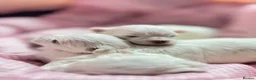Maltese dogs for sale: 🐾💕 ADORABLE TINY PURE MALTESE - RESERVE NOW!  - Advert 6