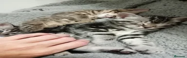 Grey/black stripy tabby