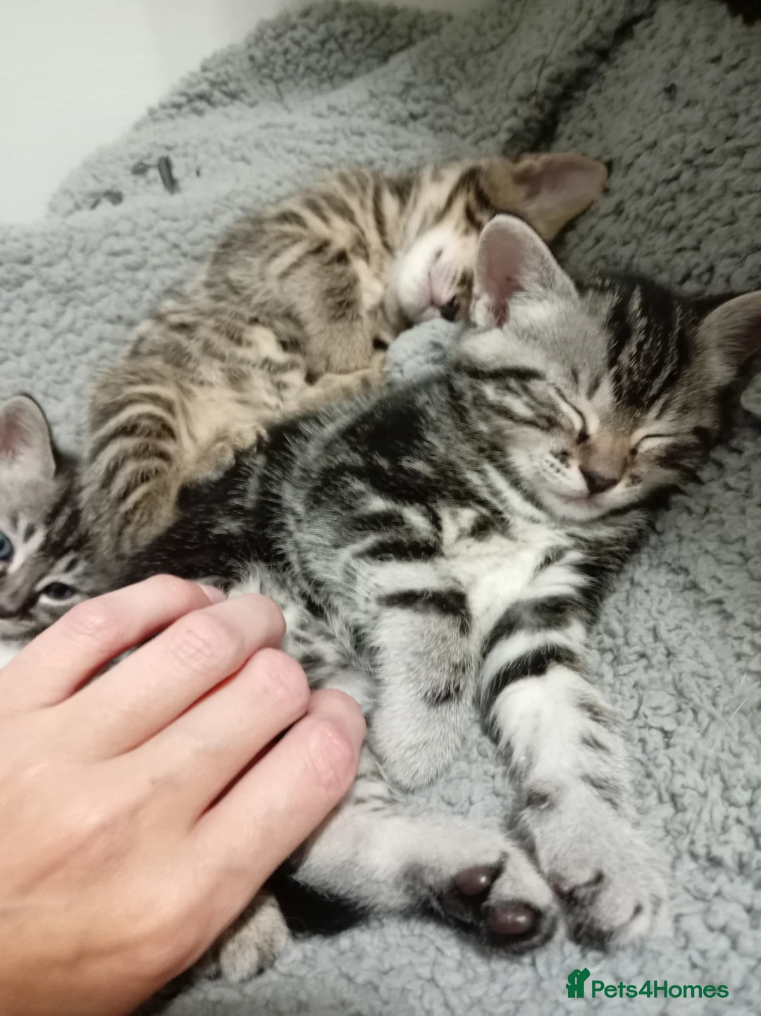 Mixed Breed cats for sale: Rare White & 3 Tabby Kittens (2m 2f) Ready 14 July in Glasgow - Advert 2